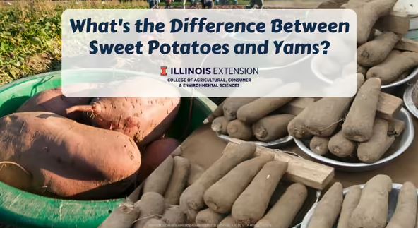 Sweet Potatoes or Yams?